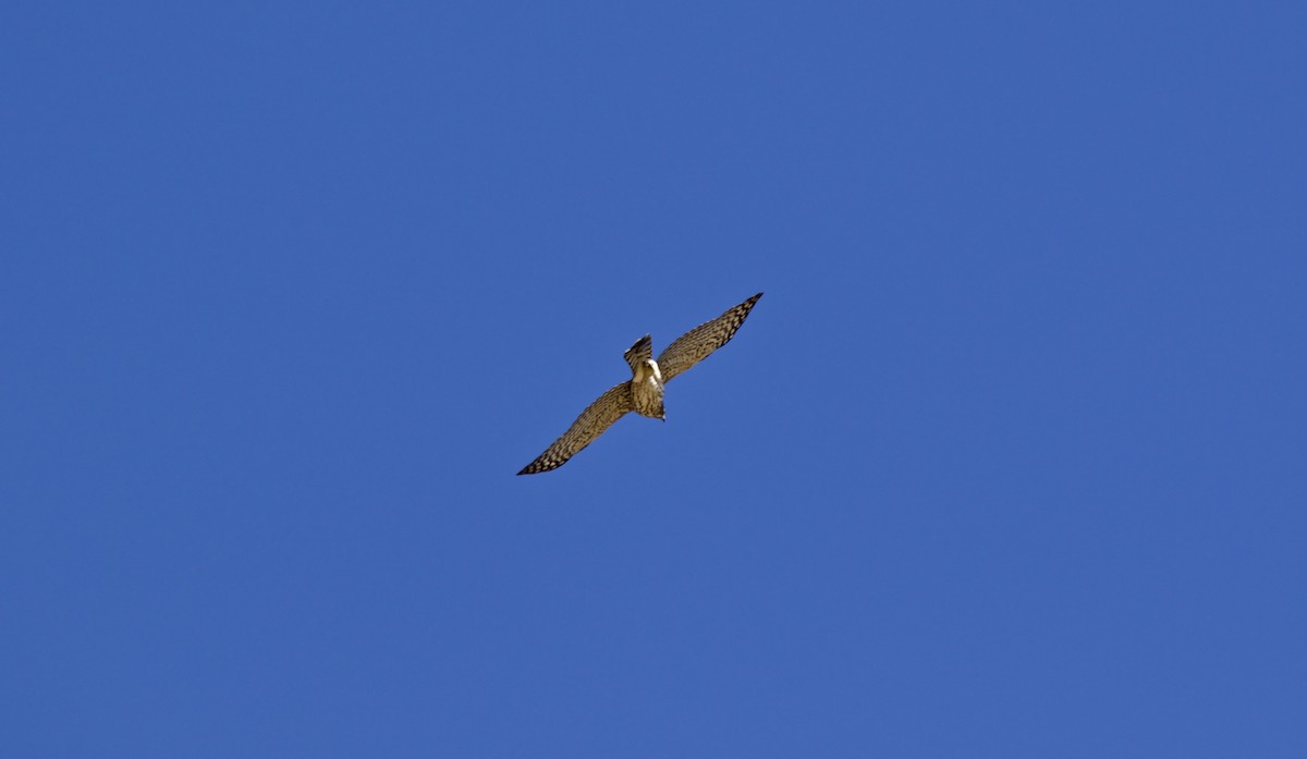 Cooper's Hawk - ML383952571