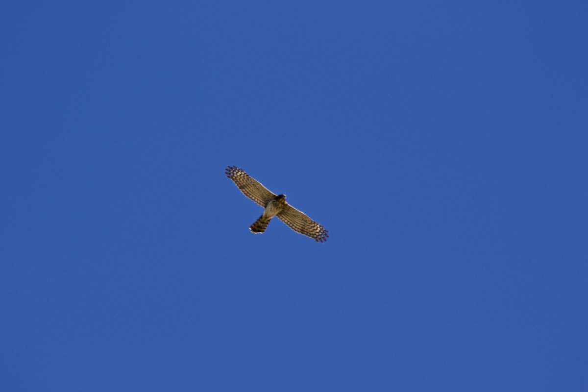 Cooper's Hawk - ML383952611