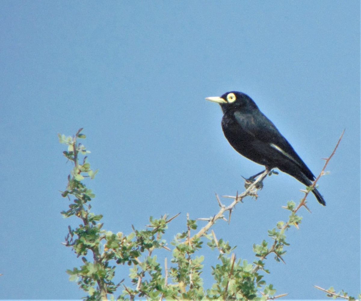 Spectacled Tyrant - ML383952661