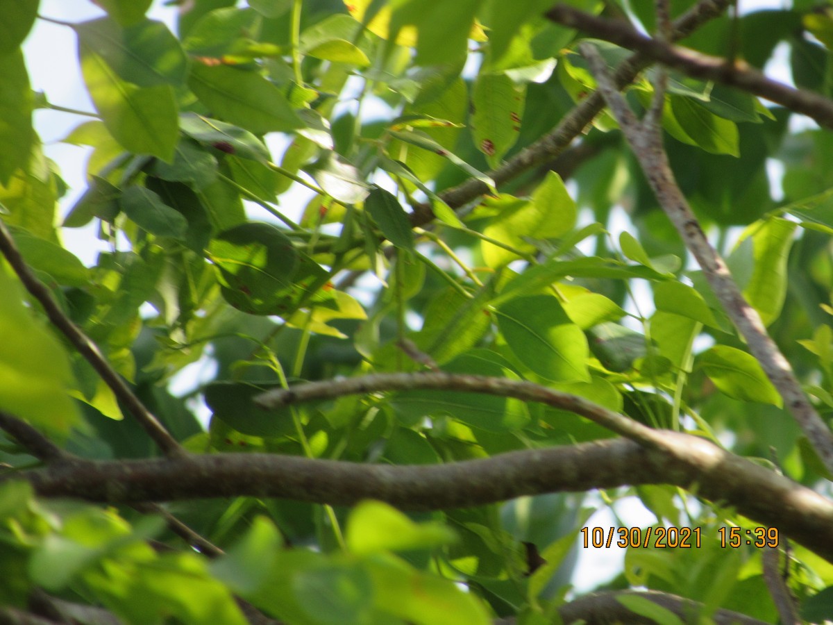 Yellow-throated Vireo - ML383953691