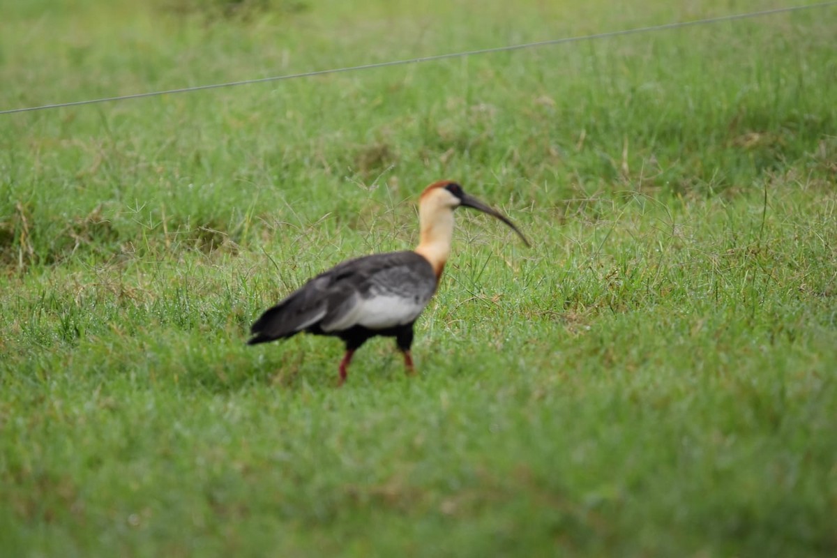 ibis bělokřídlý - ML383953921