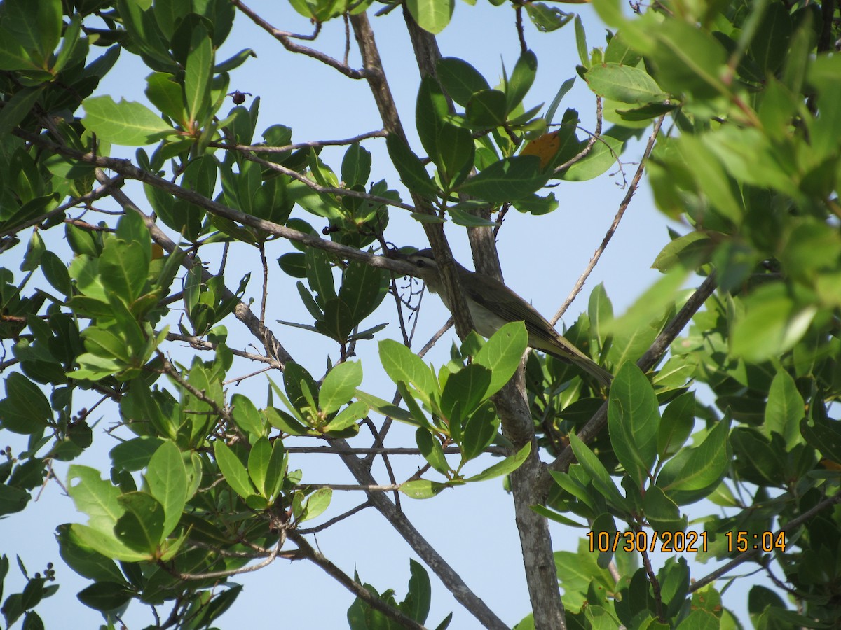 Kızıl Gözlü Vireo - ML383953981