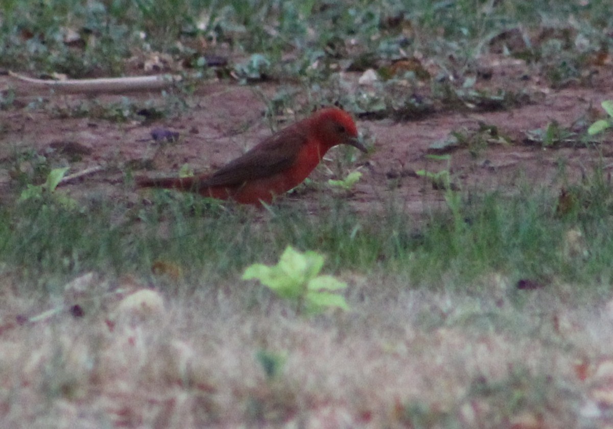 Summer Tanager - ML383954301