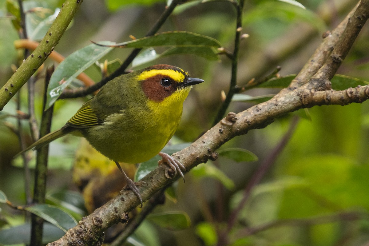 Golden-browed Warbler - ML383954311