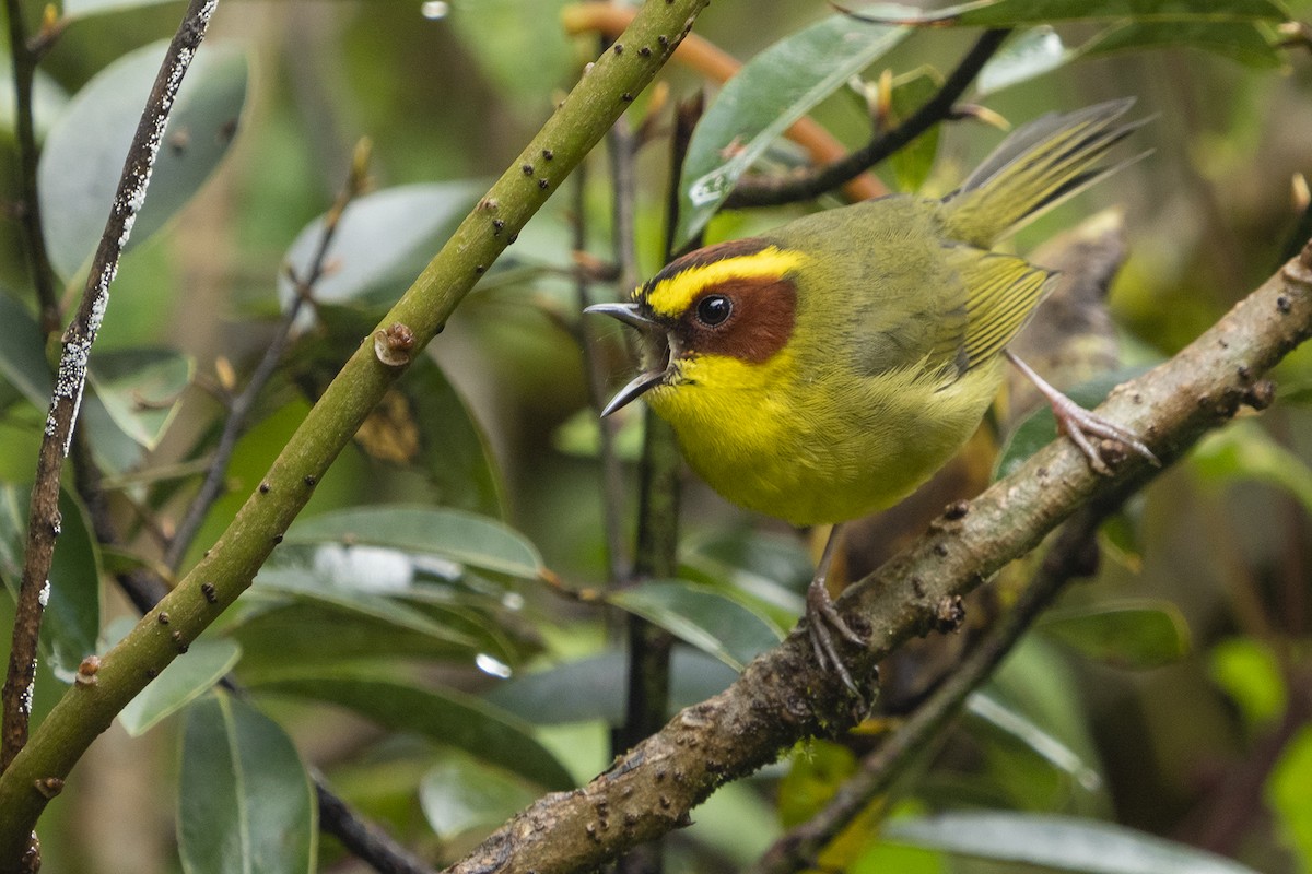 Golden-browed Warbler - ML383954381
