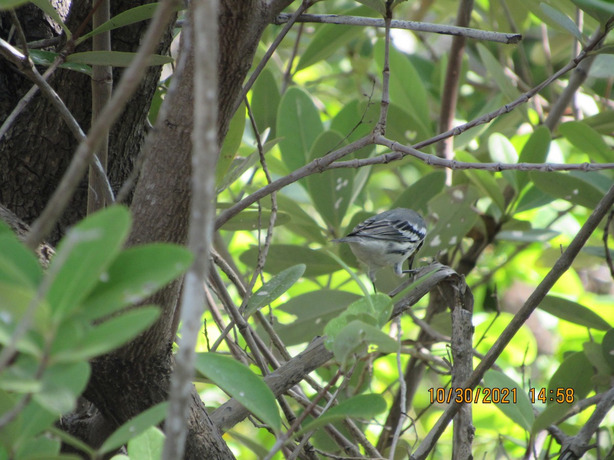 Black-and-white Warbler - Vivian F. Moultrie