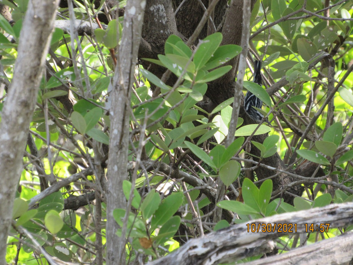 Black-and-white Warbler - Vivian F. Moultrie