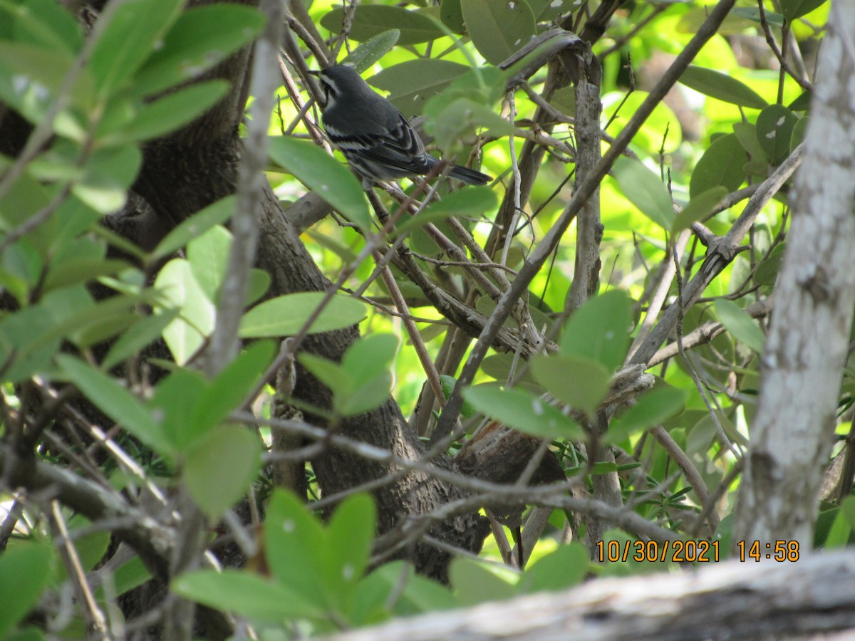 Black-and-white Warbler - Vivian F. Moultrie