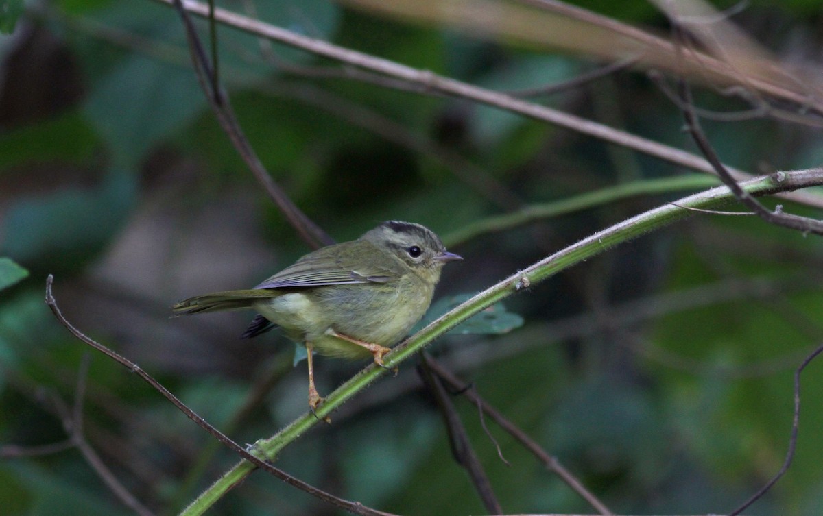 Three-striped Warbler (Venezuelan) - ML38395571