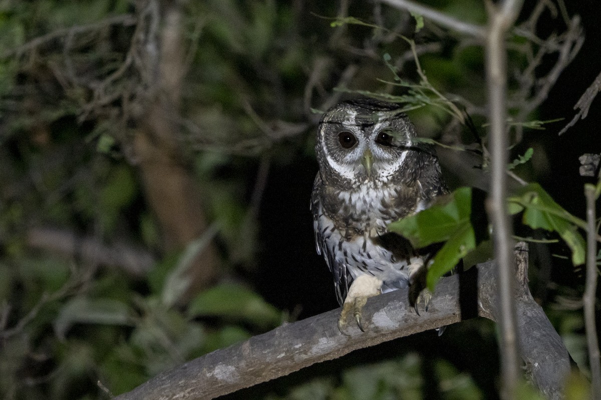 Mottled Owl (Mottled) - ML383955751