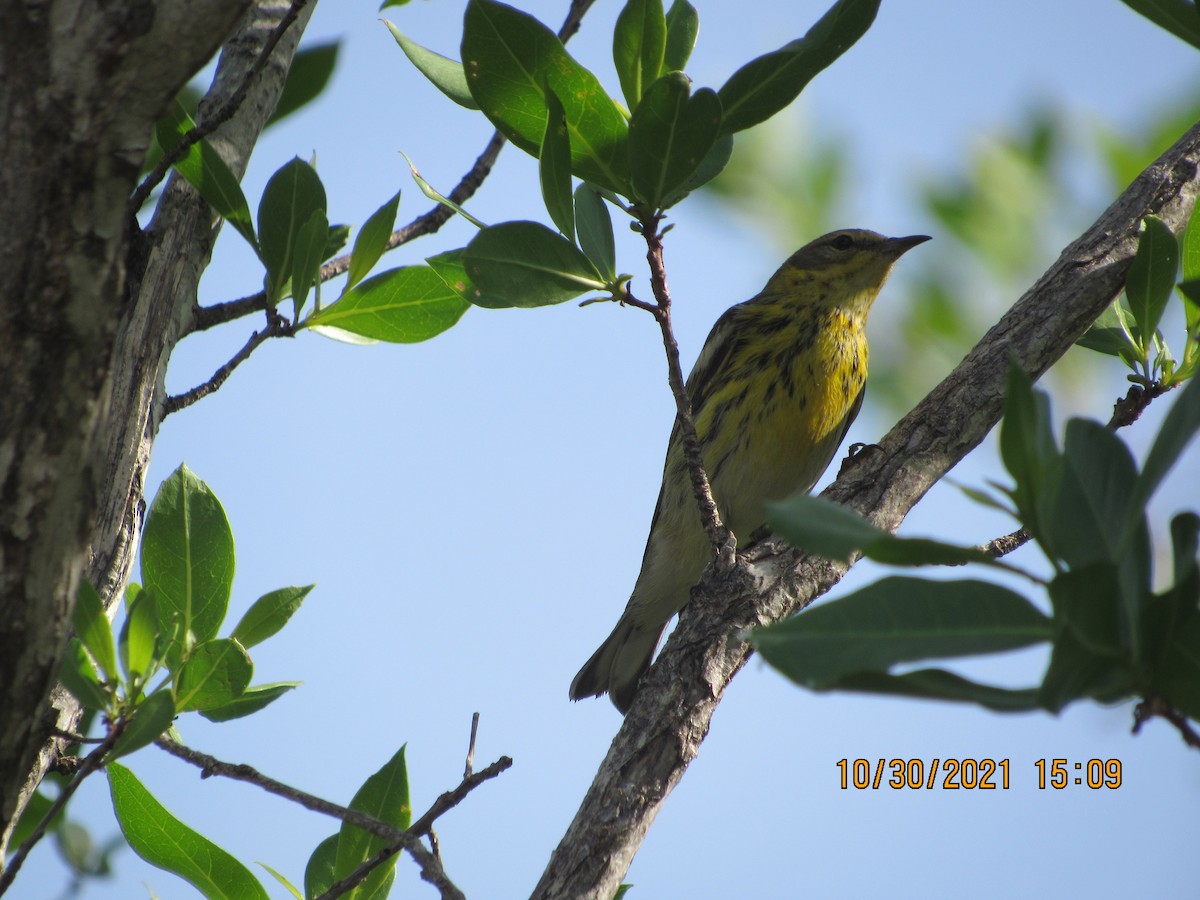 Cape May Warbler - Vivian F. Moultrie