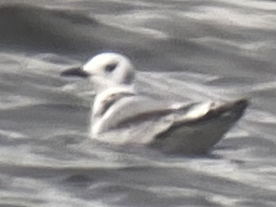 Gaviota Tridáctila - ML383955881