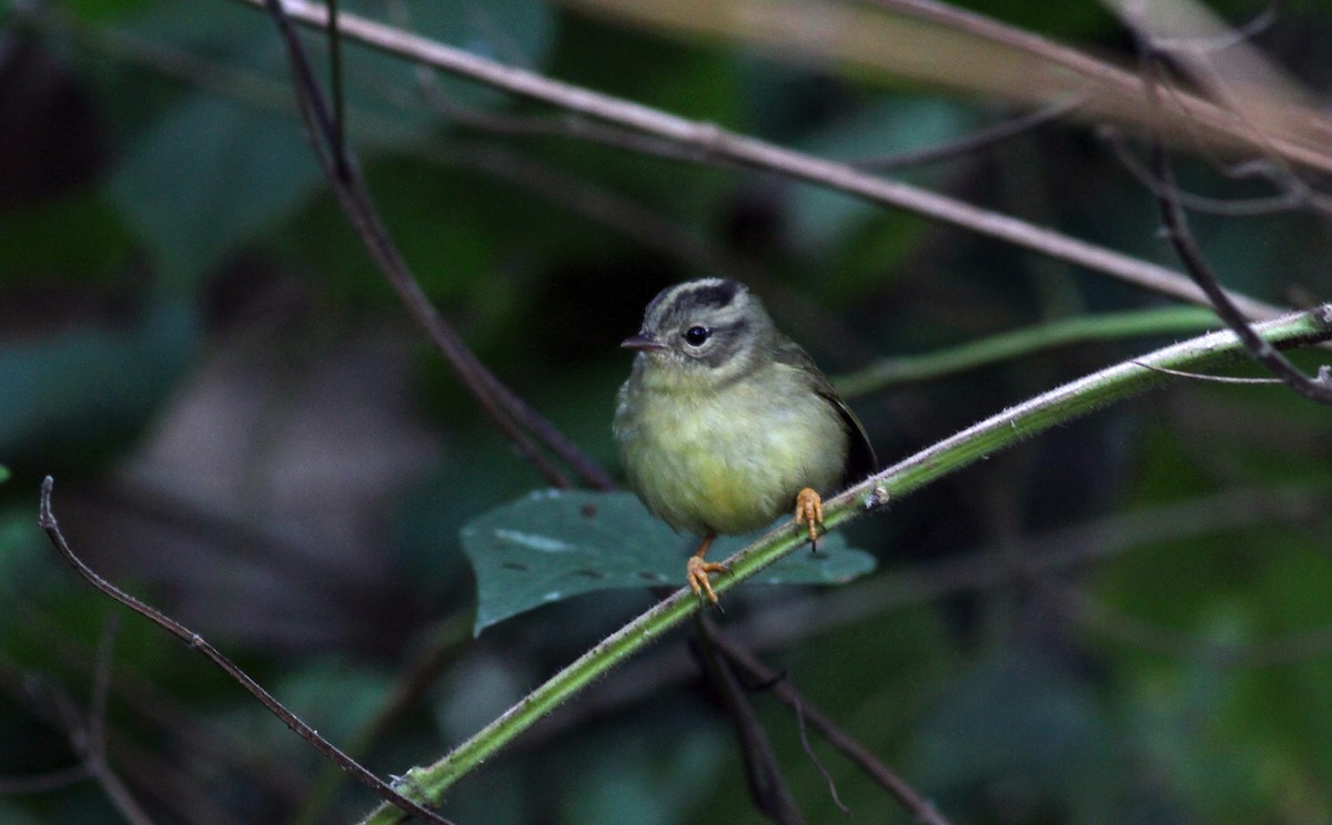 Three-striped Warbler (Venezuelan) - ML38395621