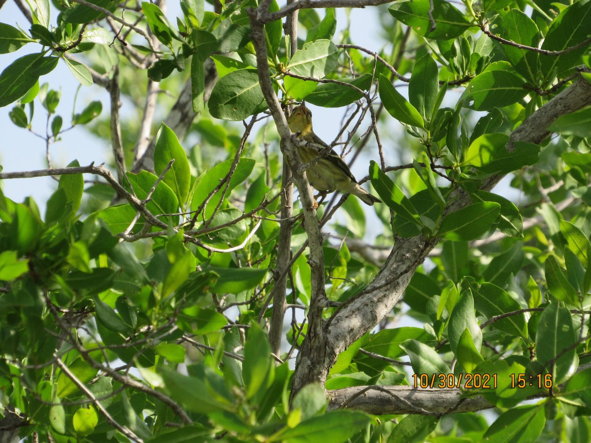 Blackpoll Warbler - ML383957651