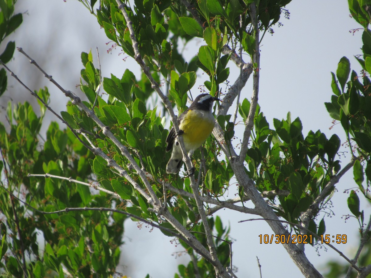 Bananaquit - ML383957711