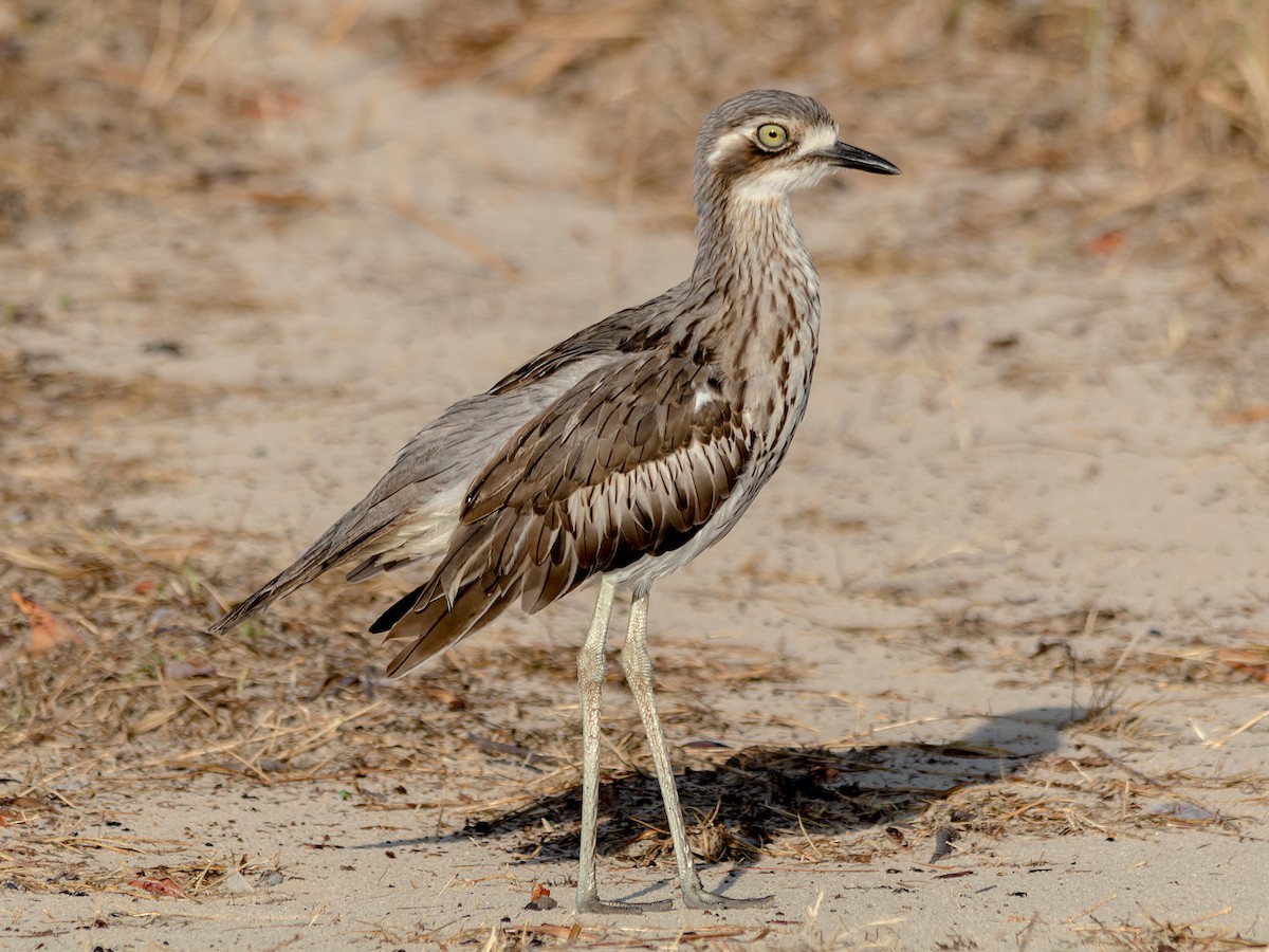 Bush Thick-knee