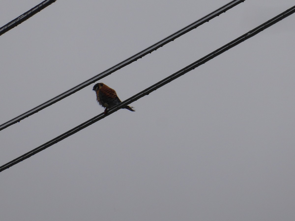 American Kestrel - M. Jordan