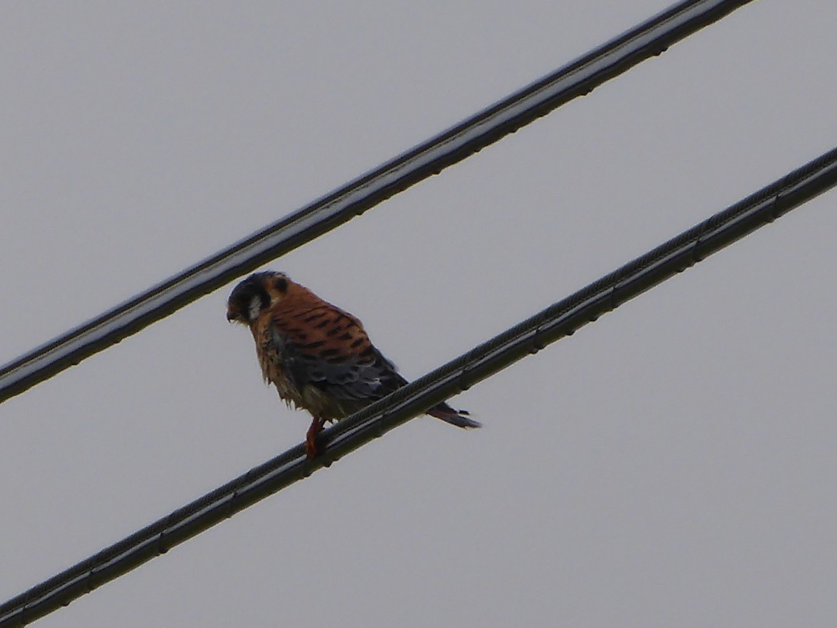 American Kestrel - ML383959811