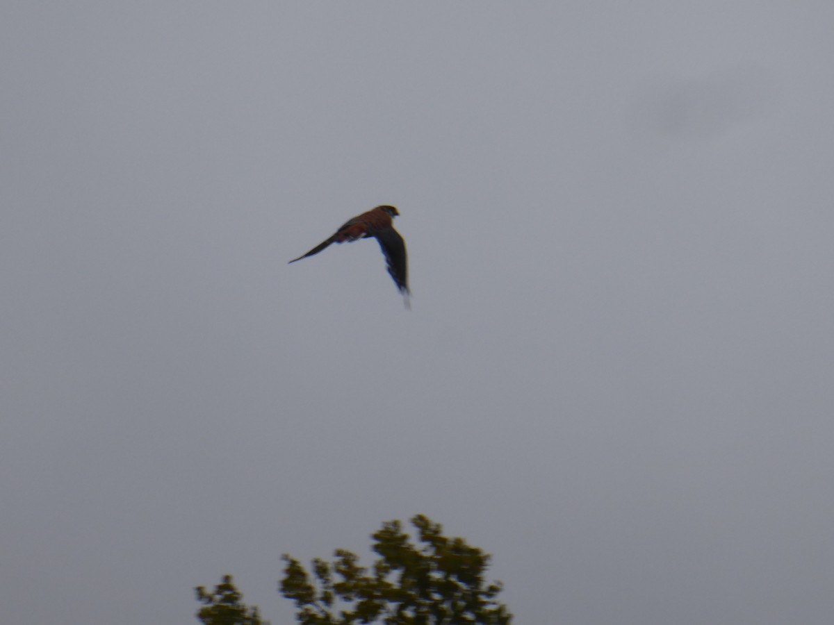 American Kestrel - ML383959901