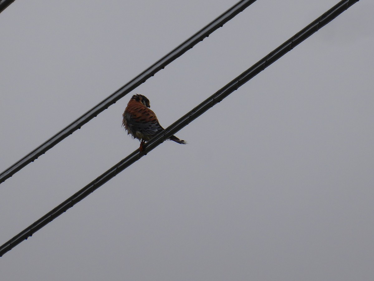 American Kestrel - ML383959971