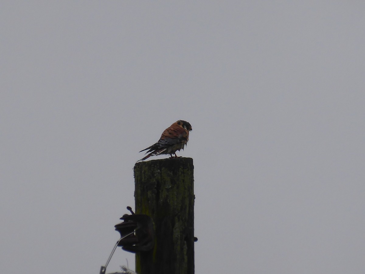 American Kestrel - ML383960151