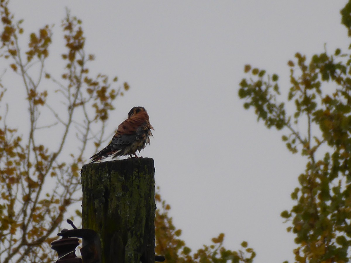 American Kestrel - ML383960191