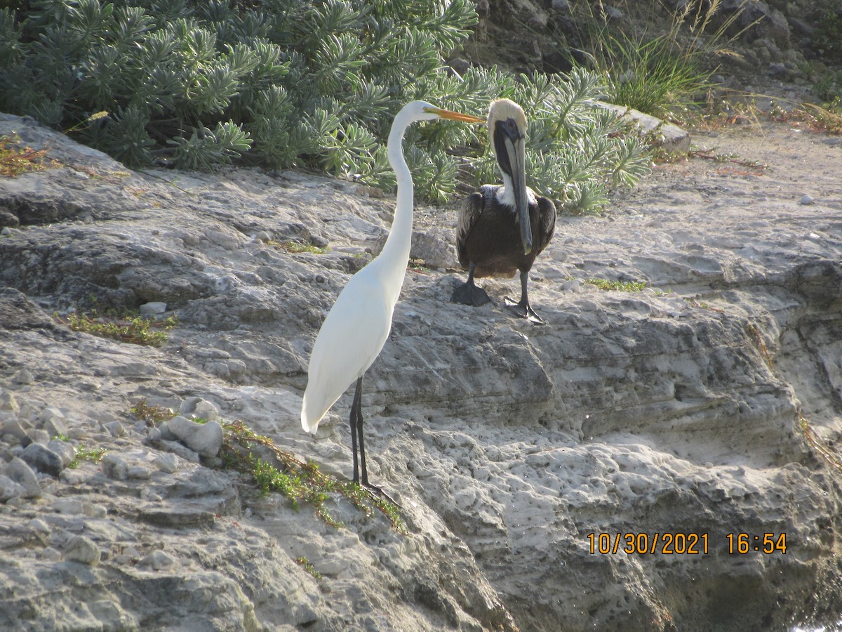 pelikán hnědý - ML383962081