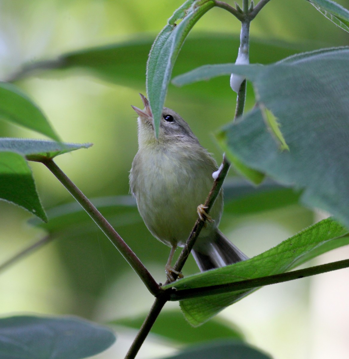 Three-striped Warbler (Venezuelan) - Jay McGowan