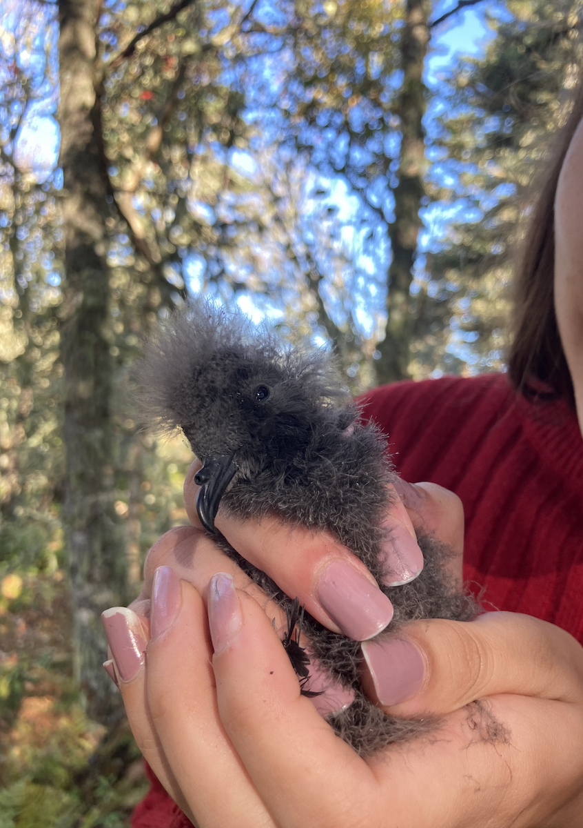 Leach's Storm-Petrel - ML383963251