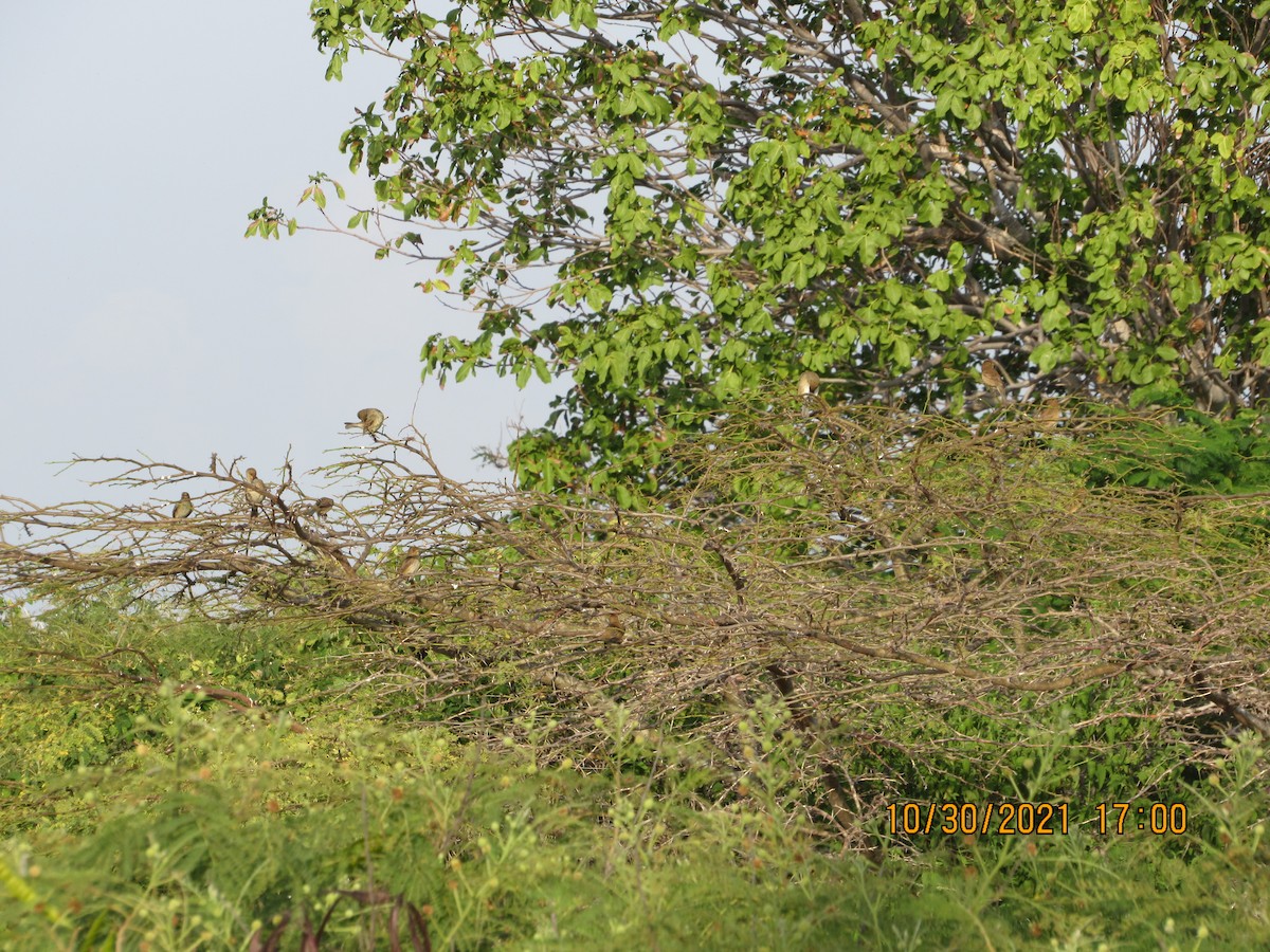 Indigo Bunting - Vivian F. Moultrie