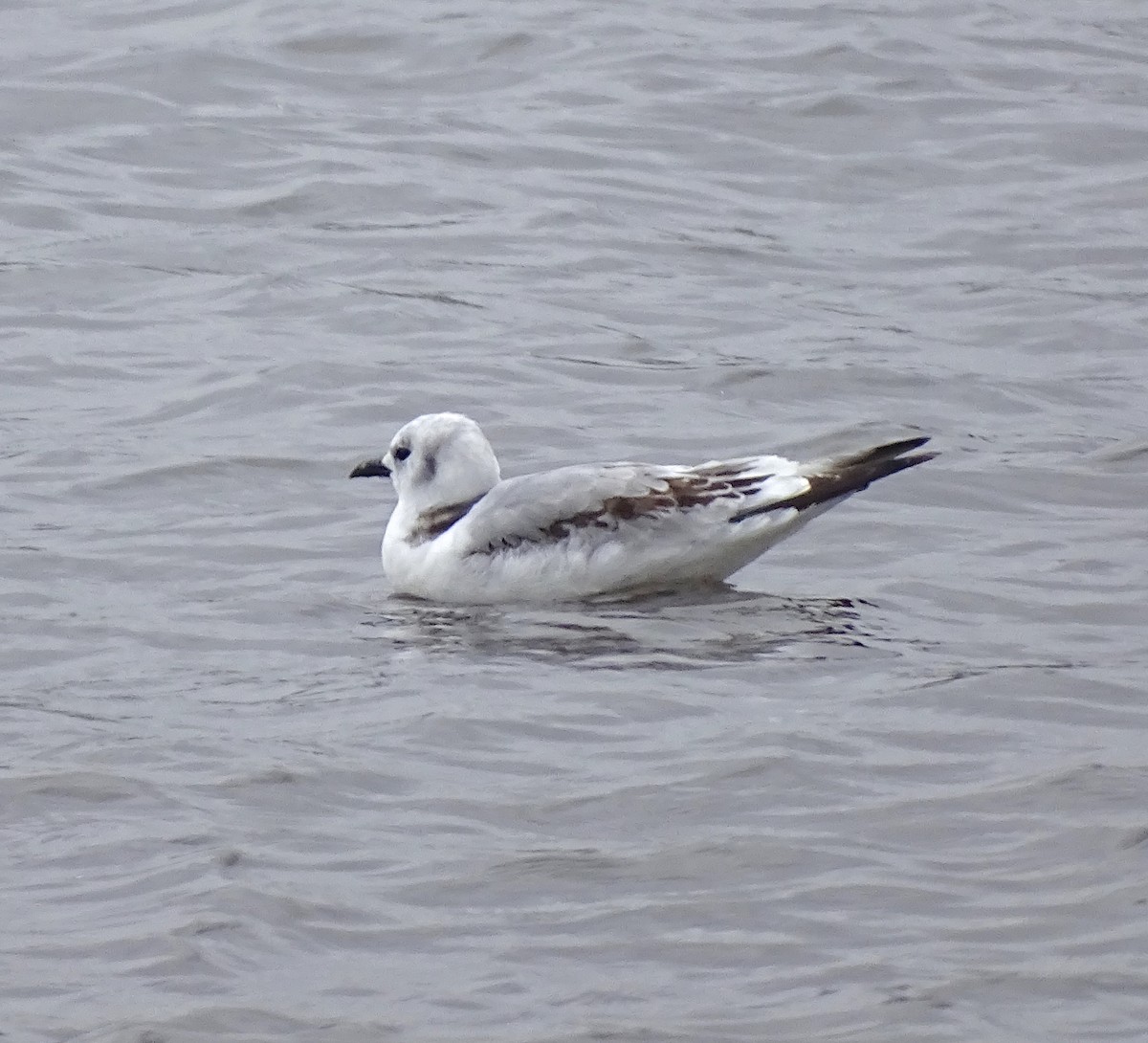 Black-legged Kittiwake - Sandra Keller