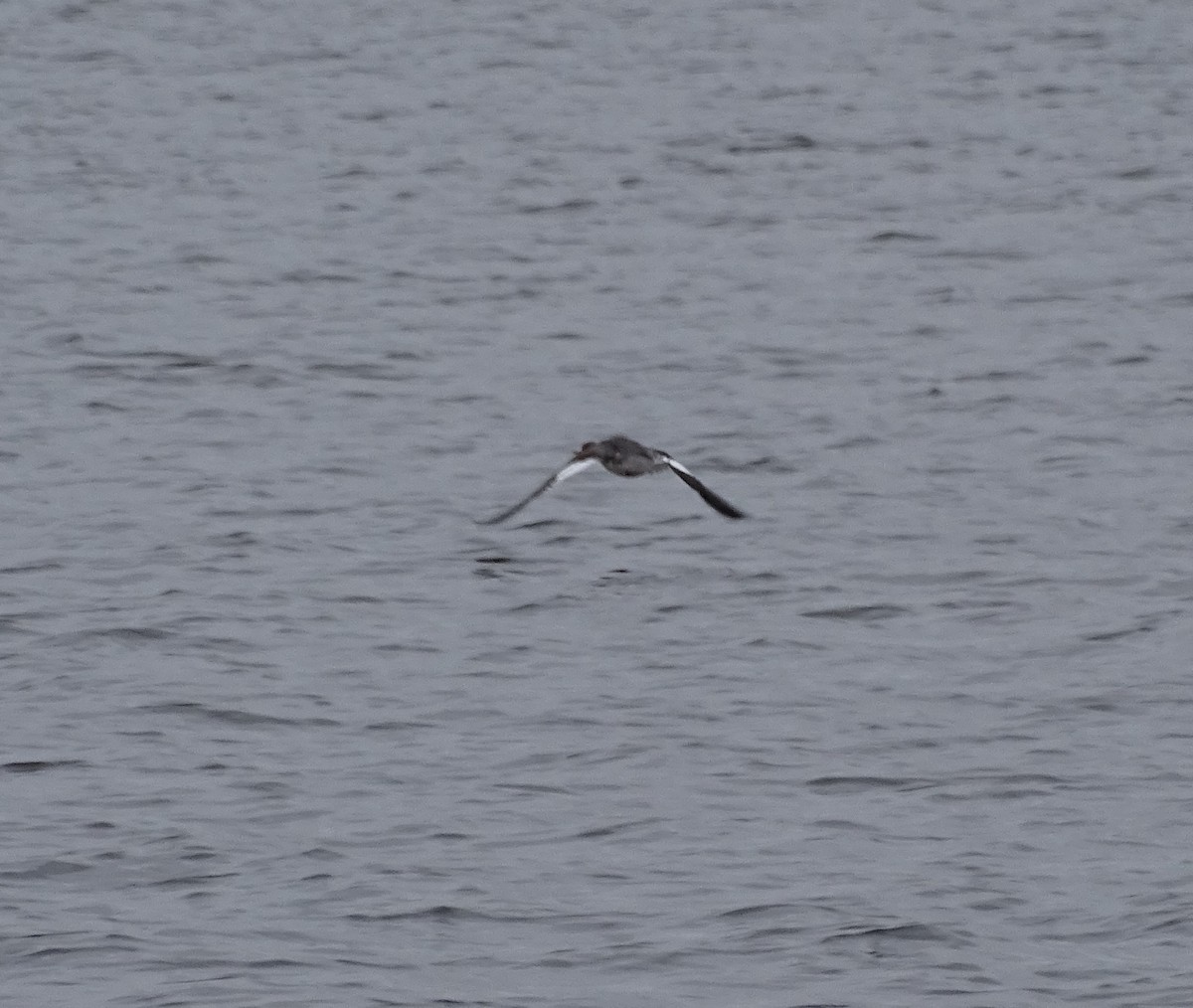 Red-breasted Merganser - ML383963851