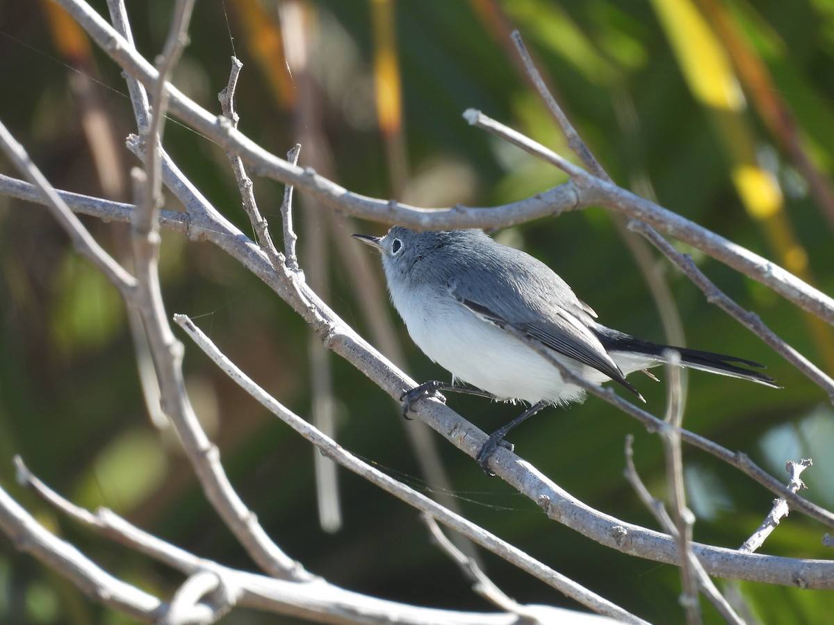 Blue-gray Gnatcatcher - ML383965701