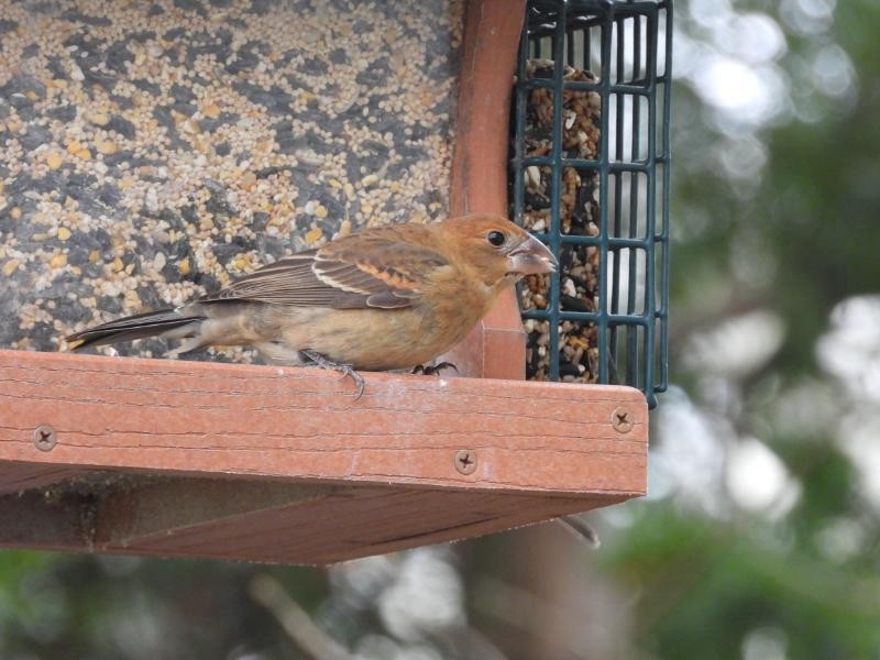 Blue Grosbeak - Alison  Wagner