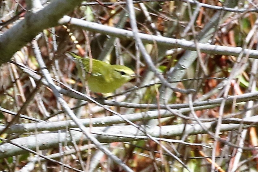 Tennessee Warbler - Jim Clinton