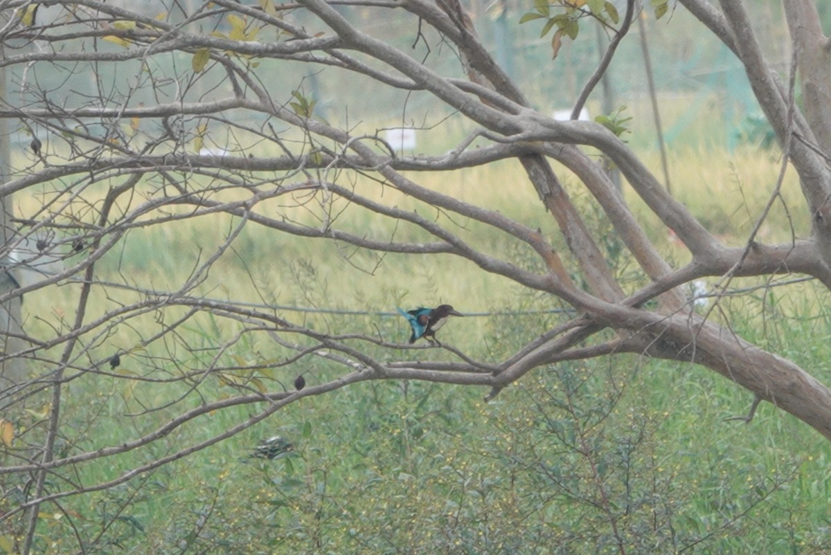 White-throated Kingfisher - ML383967631