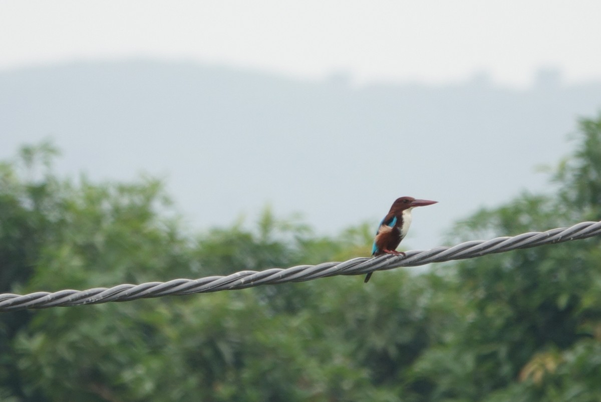 White-throated Kingfisher - ML383967641