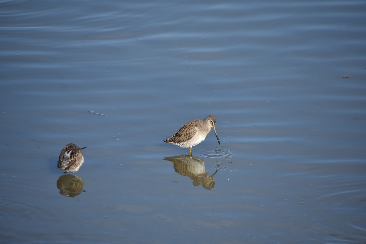 Long-billed Dowitcher - ML383970931