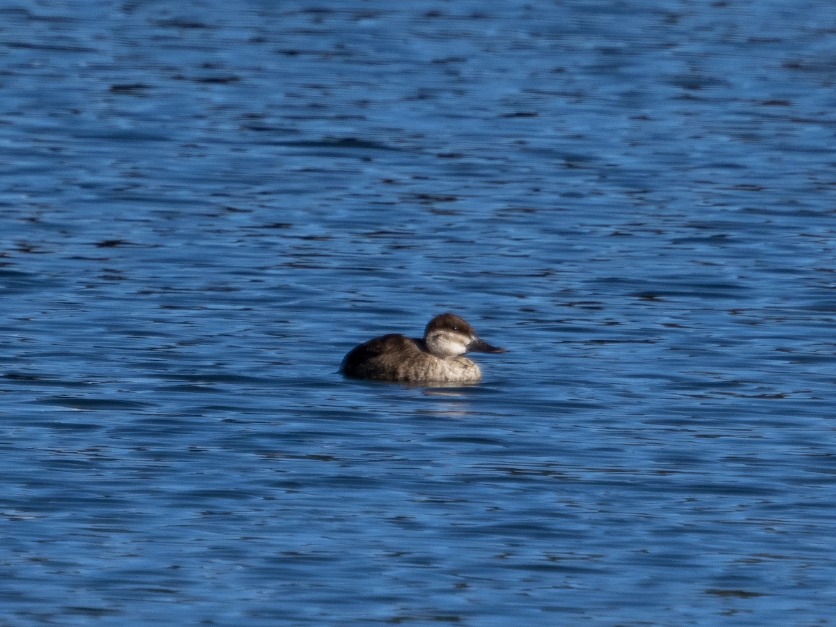 Ruddy Duck - ML383971671