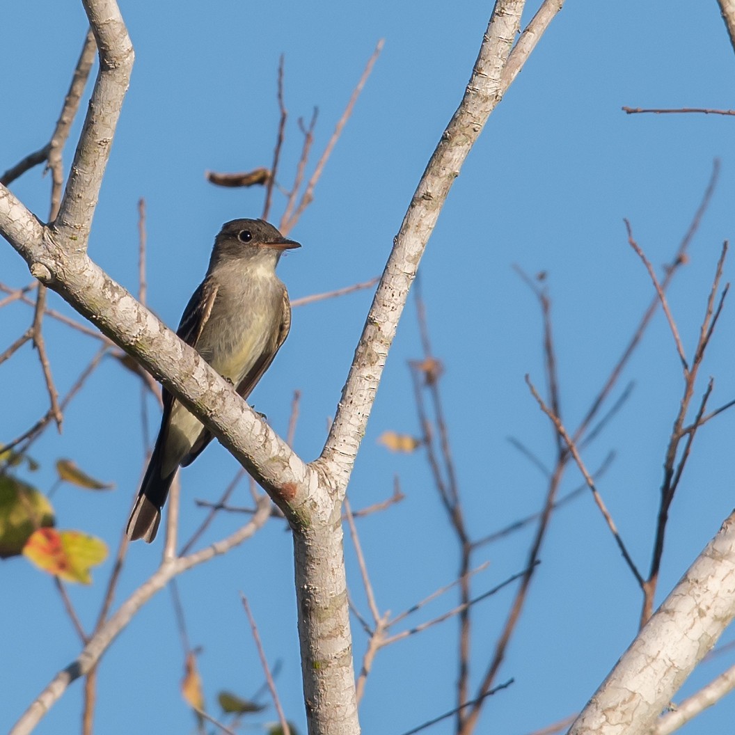 Eastern Wood-Pewee - ML383972041