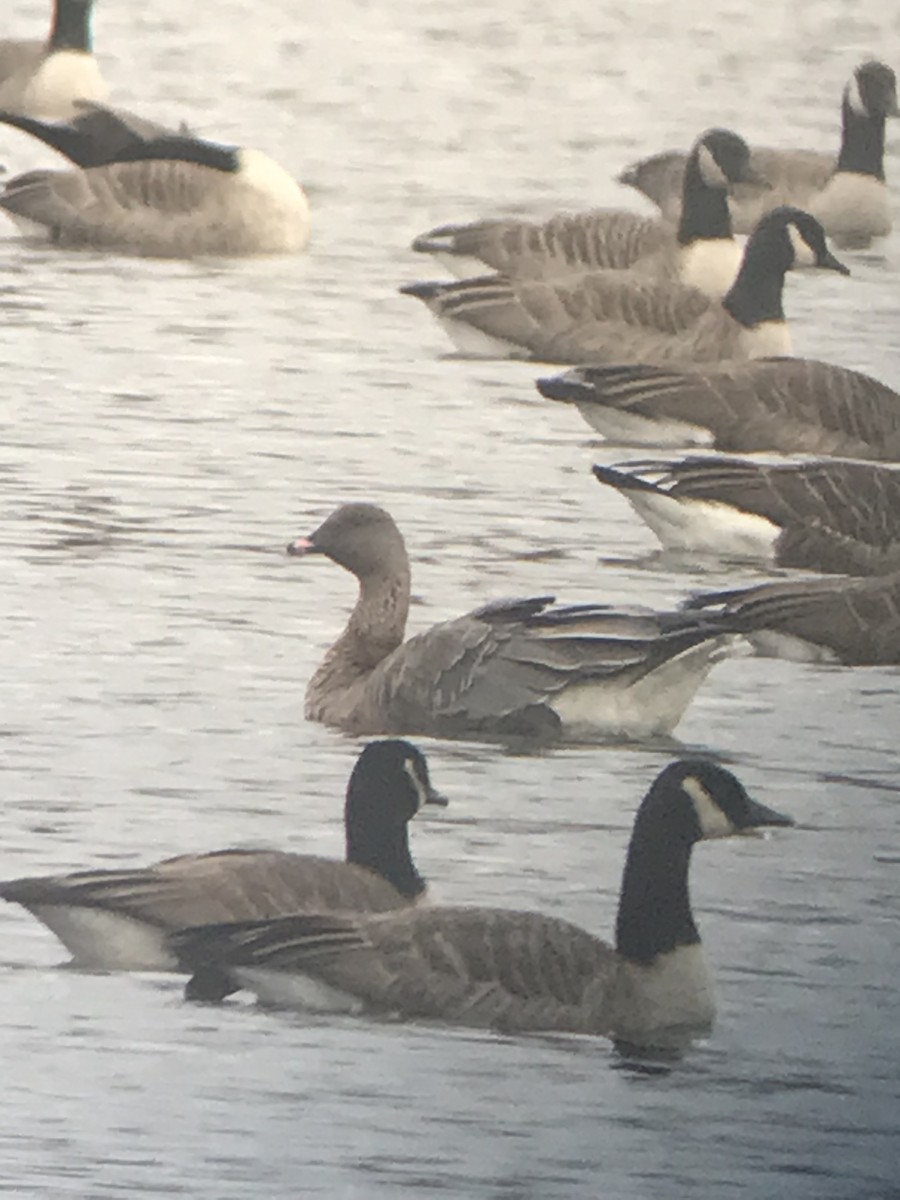 Pink-footed Goose - ML383972071