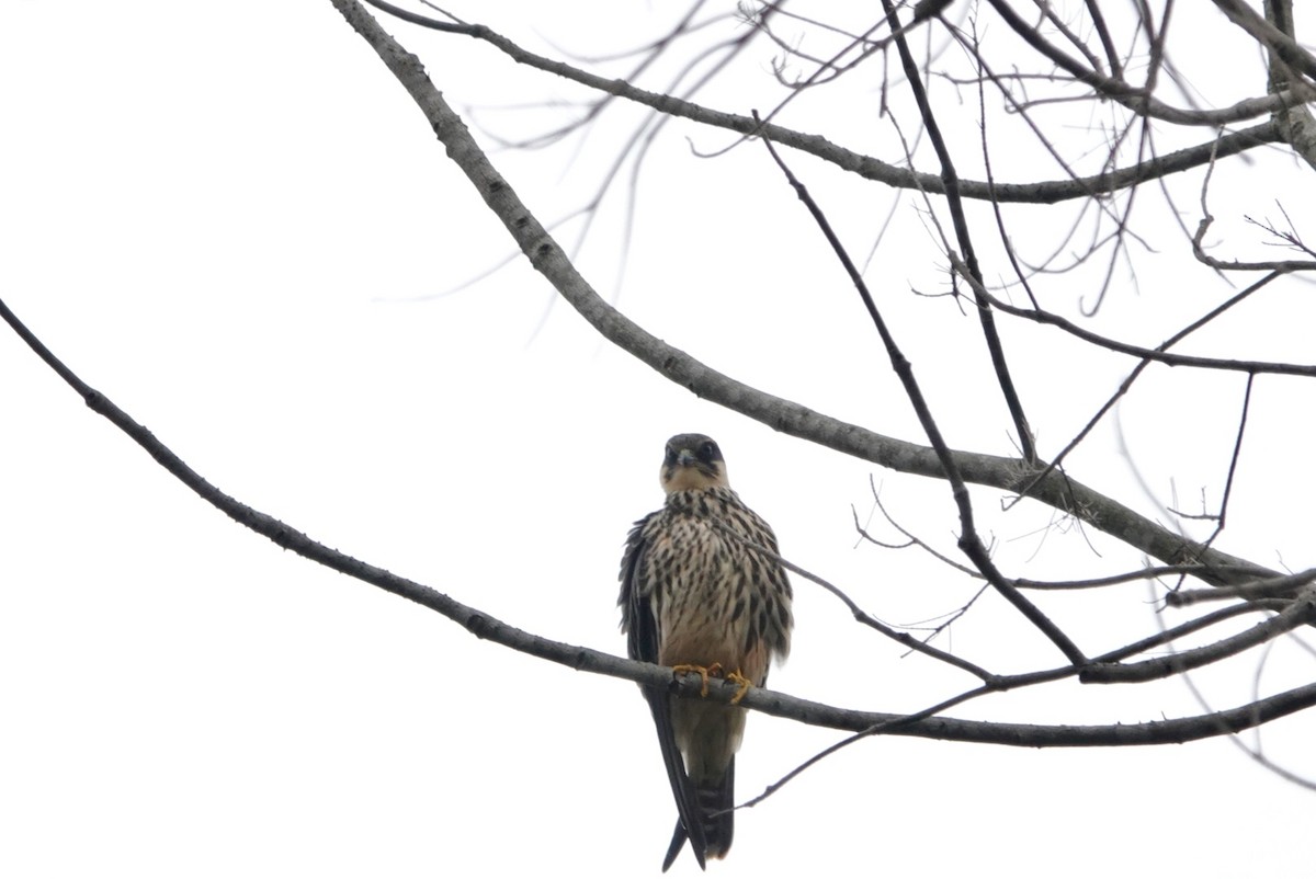 Eurasian Hobby - ML383972091