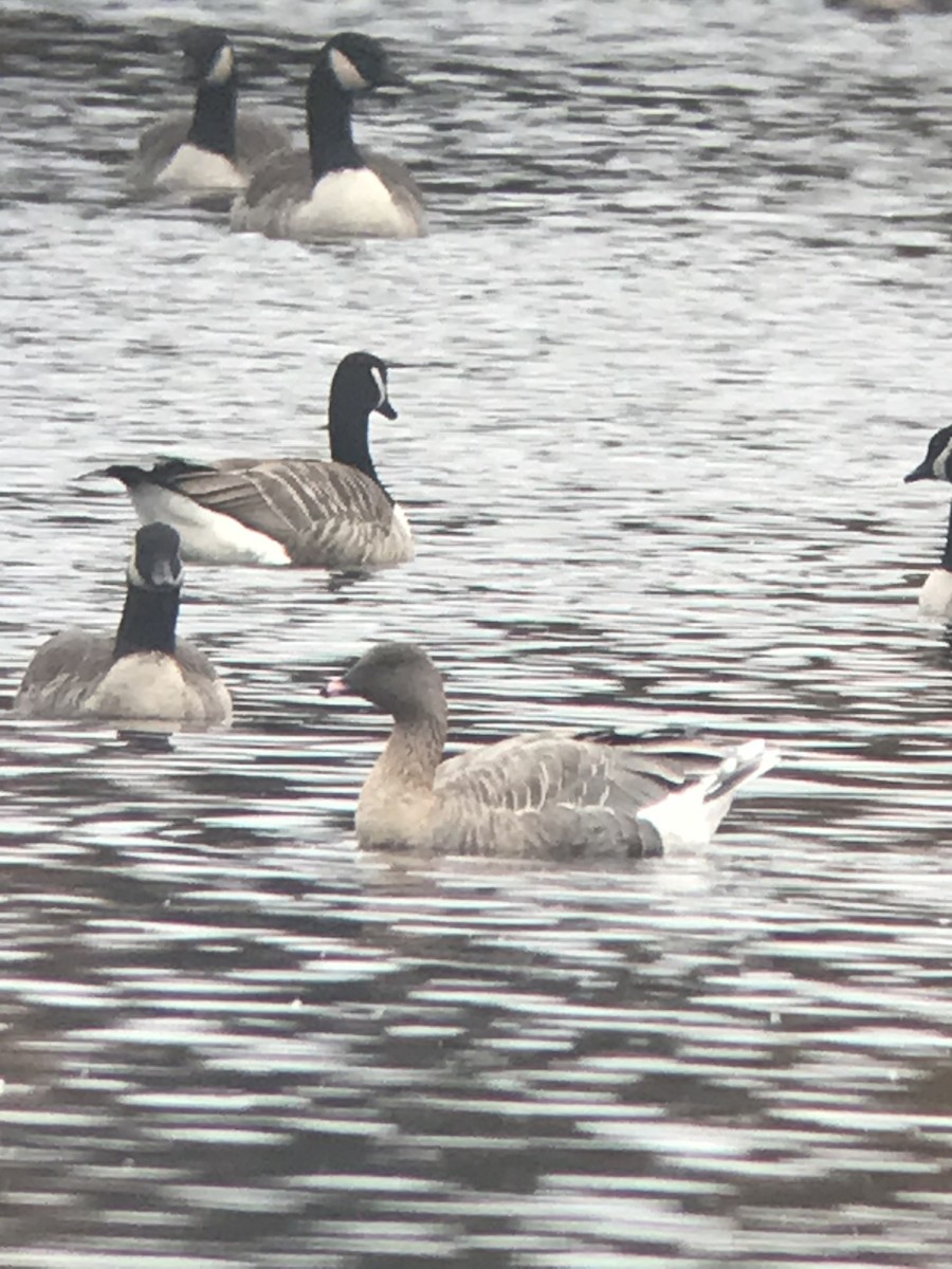 Pink-footed Goose - ML383972111