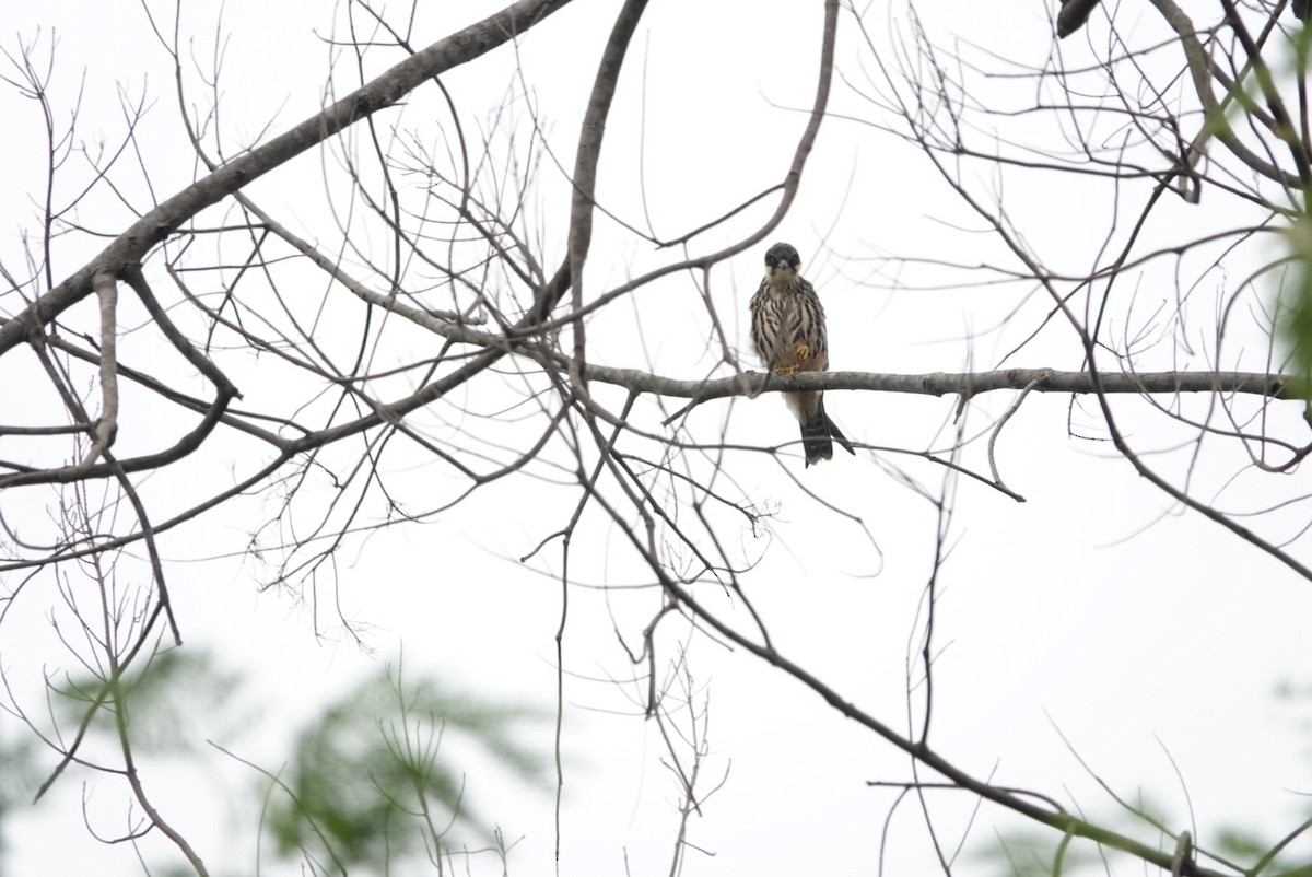 Eurasian Hobby - ML383972121