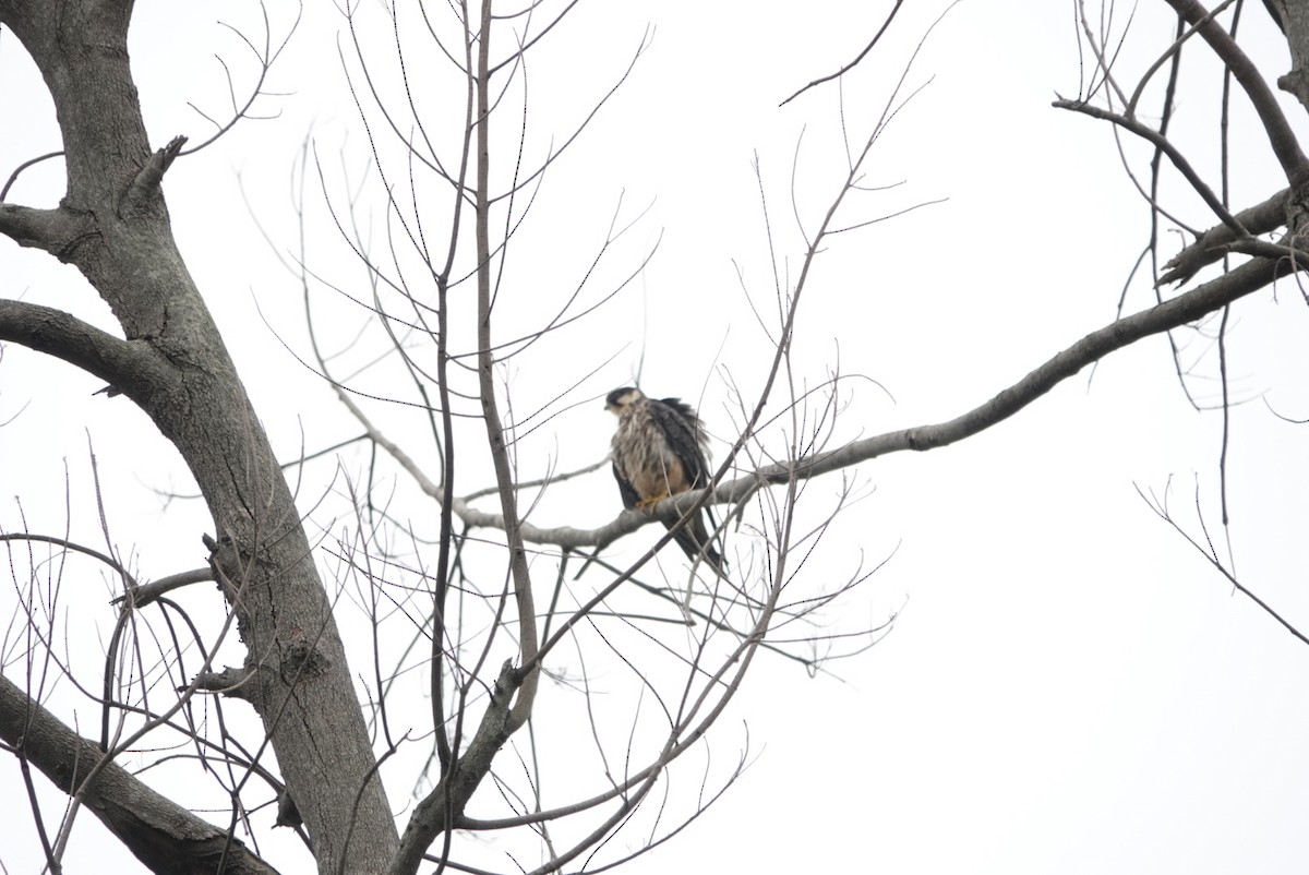 Eurasian Hobby - ML383972131