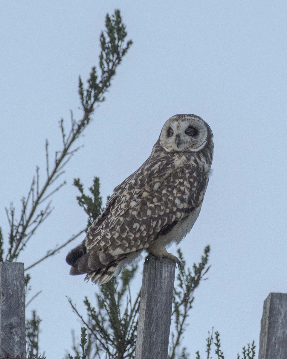 Short-eared Owl - Isabel McKay