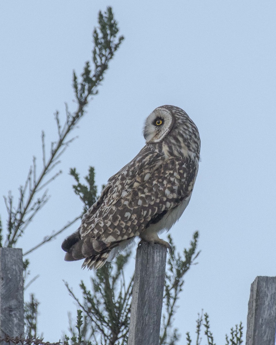 Short-eared Owl - ML383972231