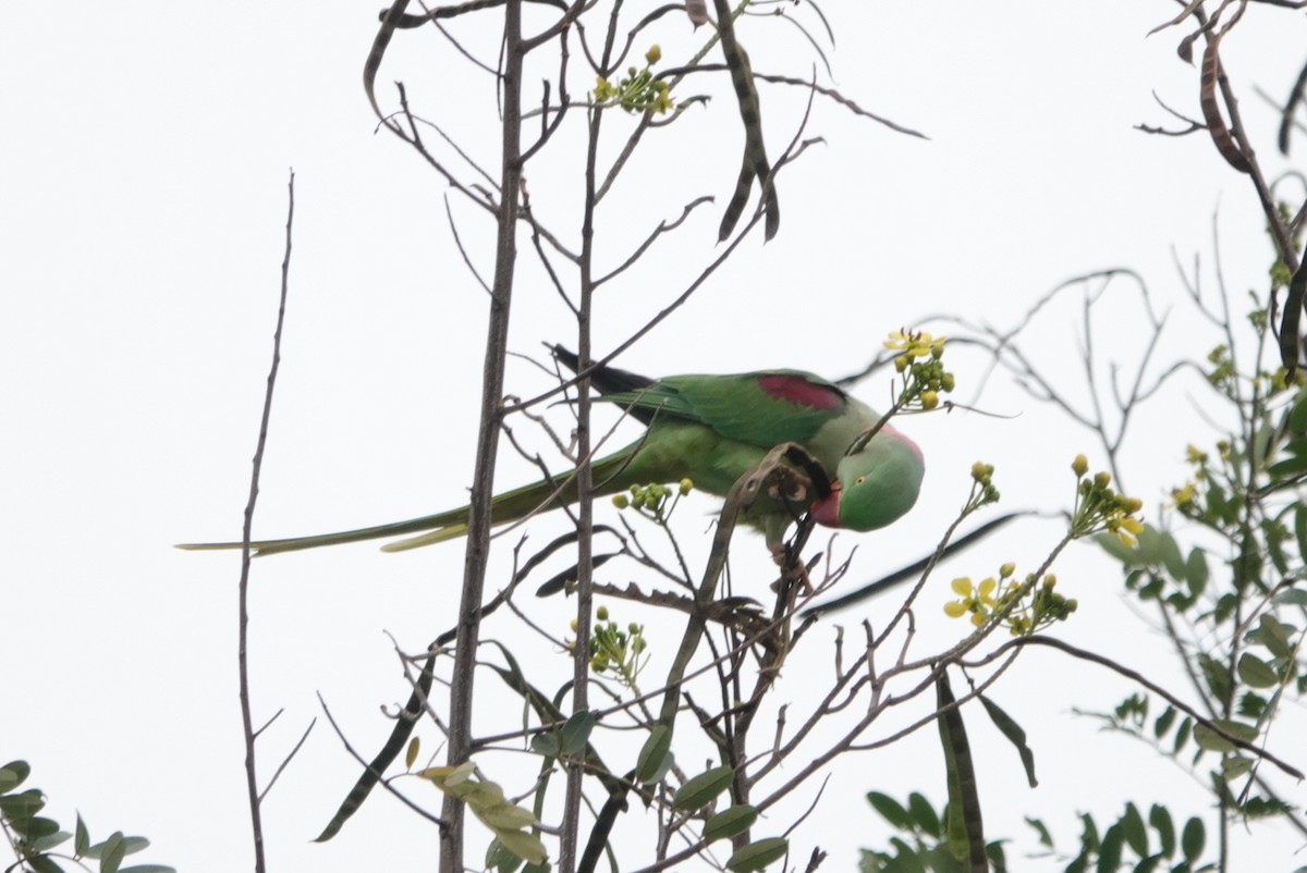 Alexandrine Parakeet - ML383972401