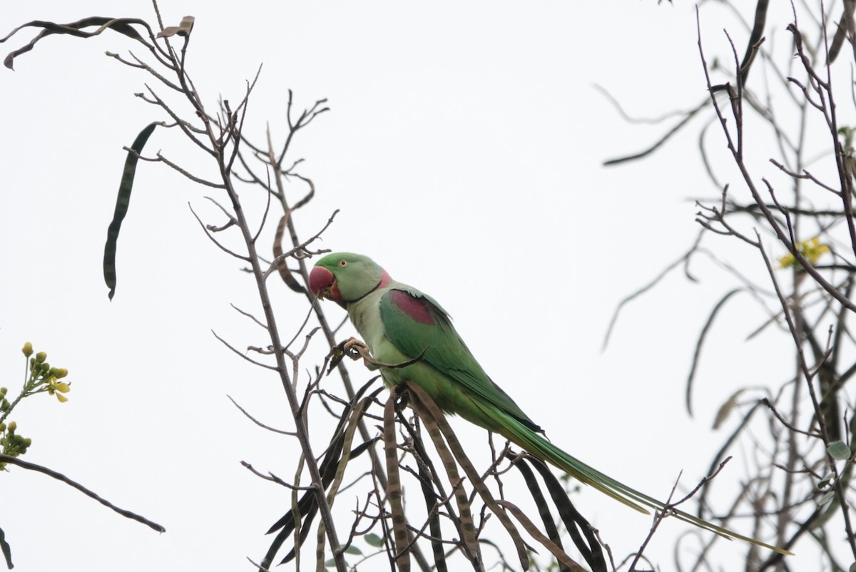 Alexandrine Parakeet - Lam Chan