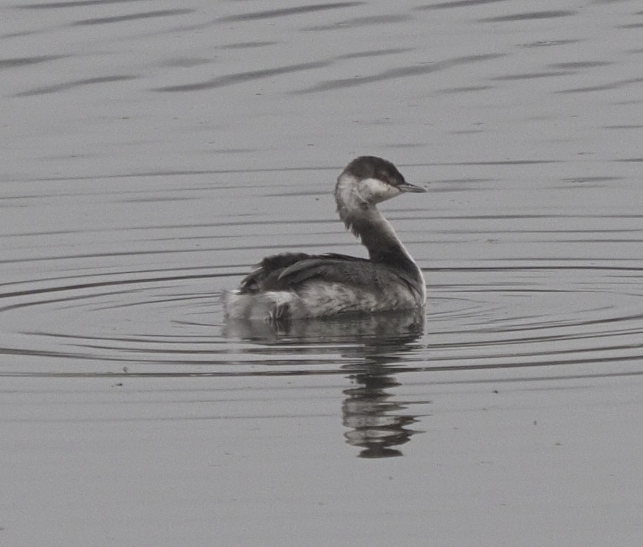 Horned Grebe - ML383972671